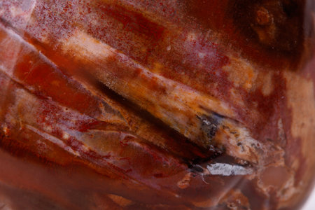Macro mineral stone ground petrified tree on white background close upの写真素材