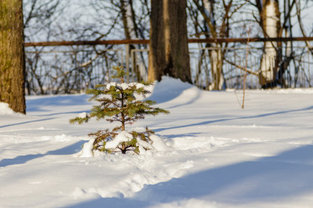 Green tree in the snow in sunny weather close-upの写真素材