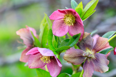 beautiful glade Hellebore close-upの写真素材