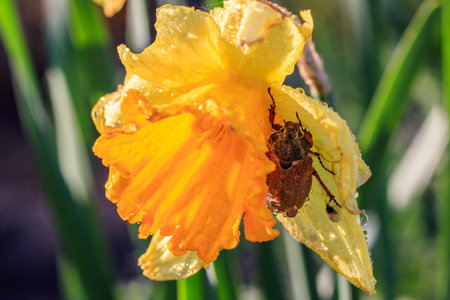 beautiful summer Trumpet daffodils with a Colorado beetle close-up