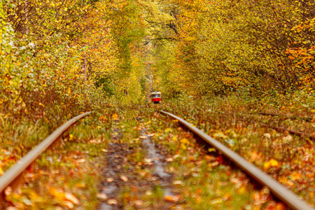 Autumn forest through which an old tram rides (Ukraine) close-up