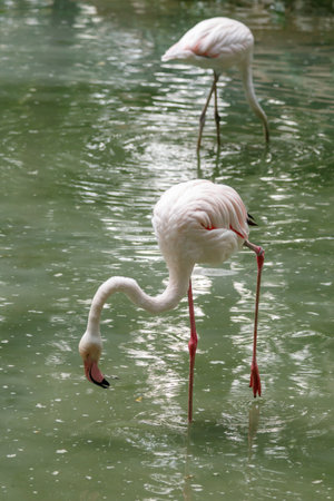 beautiful pink flamingos with beak and loose wings close-upの写真素材