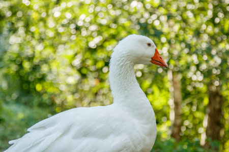 beautiful swans sit on green grass close upの写真素材