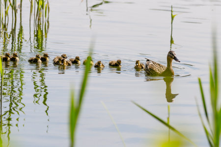 duck with ducklings swimming on the water body close-up