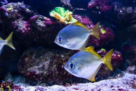 beautiful fish Monodactylus argenteus close up