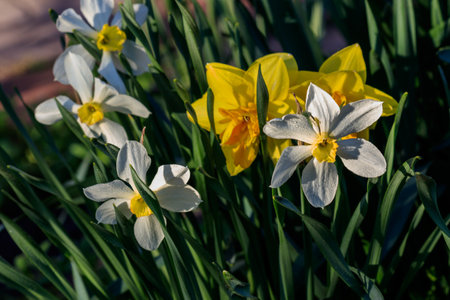 beautiful summer Poeticus daffodils close-upの写真素材