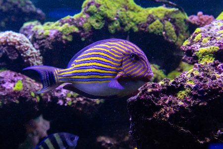 Acanthurus lineatus fish close up