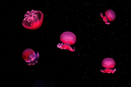 macro photography underwater rhizostoma luteum jellyfish close upの写真素材