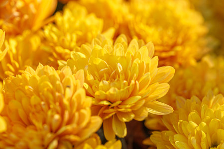 beautiful bushes of yellow chrysanthemum flowers close-upの写真素材