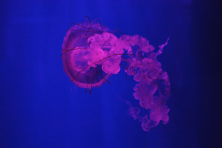 macro shooting under water chrysaora plocamia jellyfish close up