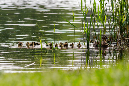 duck with ducklings swimming on the water body close-upの写真素材
