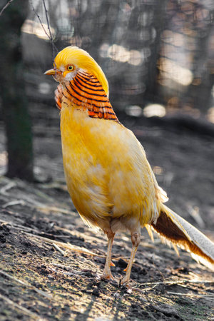 beautiful yellow golden pheasant close-up