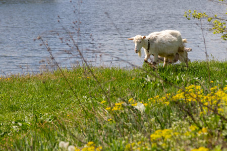 a green glade on the bank of the river, but which graze goats close upの写真素材