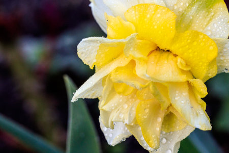beautiful summer terry daffodilsの写真素材