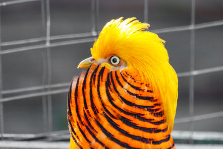 beautiful yellow golden pheasant close-upの写真素材