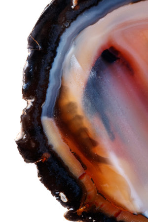 Macro mineral stone Yellow, brown Agate breed a white background close upの写真素材