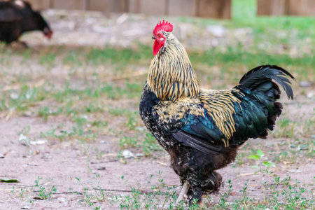 beautiful cock on grass background close-upの写真素材