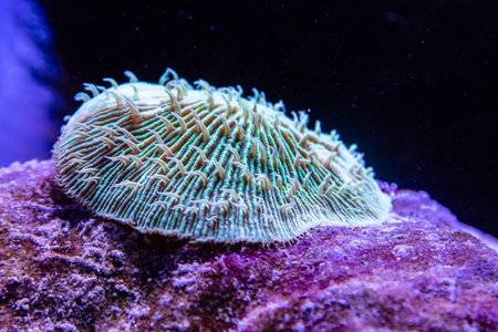 Stichodactyla haddoniの写真素材