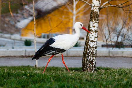 beautiful storks walk on the grass close upの写真素材