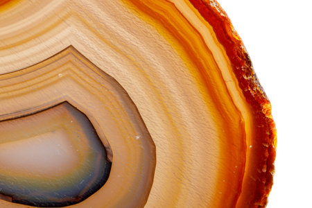 Macro mineral stone Yellow, brown Agate breed a white background close upの写真素材