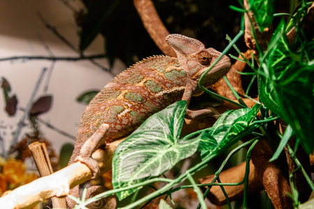 Beautiful lizard of the Yemen Chameleon, Veiled Chameleon, Chamaeleo calyptratus close up
