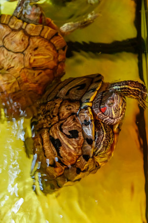 Beautiful turtle swims in the water close upの写真素材