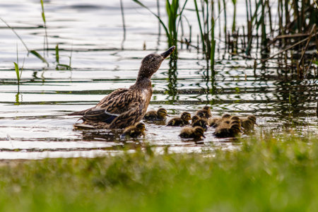 duck with ducklings swimming on the water body close-upの写真素材
