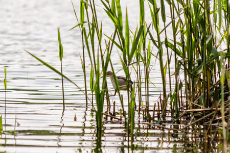 beautiful bird kulik - sparrow in reeds close-up
