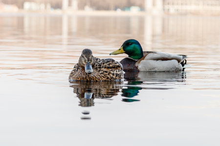 beautiful couple of duck and drake sail on the river close upの写真素材