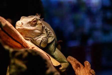 Beautiful large lizard iguana close upの写真素材