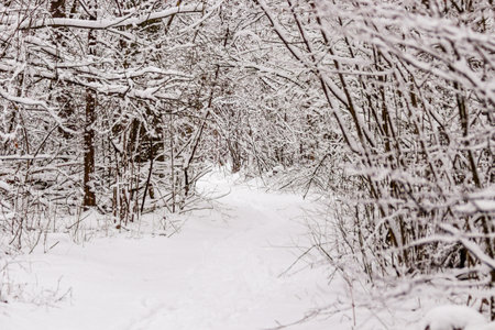 Beautiful winter forest with a beaten path close up