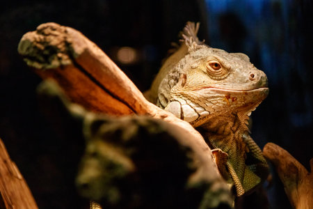 Beautiful large lizard iguana close up
