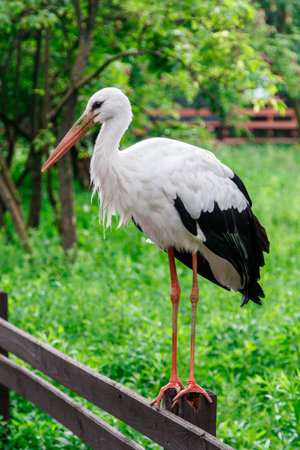 beautiful stork stands on a close-up fenceの写真素材