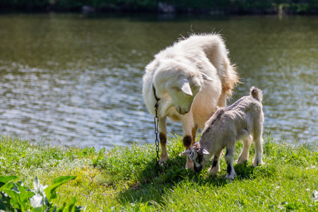 a green glade on the bank of the river, but which graze goats close upの写真素材
