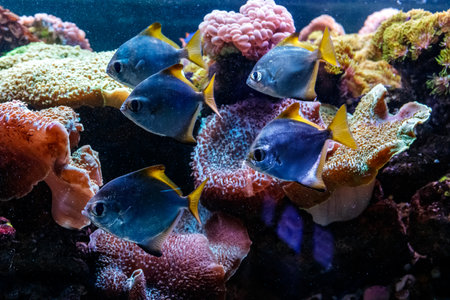 macro fish neopomacentrus filamentosus Monodactylidae close-upの写真素材