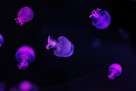 macro photography underwater cannonball jellyfish close upの写真素材