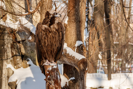 beautiful vultures sit on a stump in the snow close up