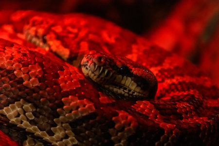 snake coastal carpet python, Morelia spilota mcdowelli close up