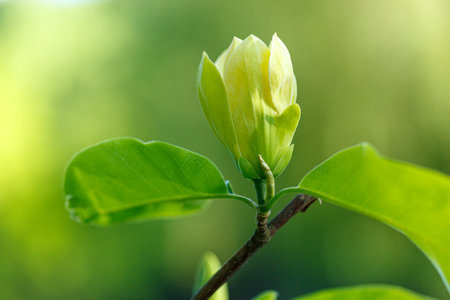 beautiful magnolia branch during yellow flowering close upの写真素材