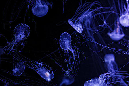 Macro shot of Chrysaora quinquecirrha underwater close up
