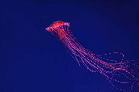 Shooting macro Chrysaora pacifica underwater close up