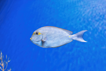 Underwater shot of fish Acanthurus mata close-up