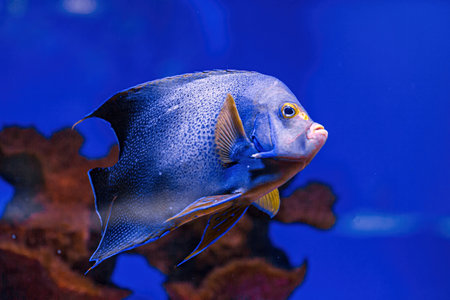 Underwater shot of fish Pomacanthus semicirculatus close up