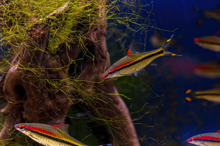 Underwater shot of the Sahyadria denisonii fish close up