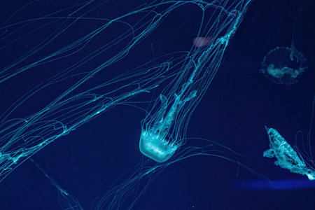 Macro shot of Chrysaora quinquecirrha underwater close upの写真素材