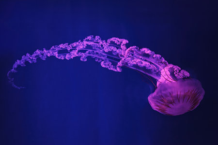 macro shooting under water chrysaora plocamia jellyfish close up