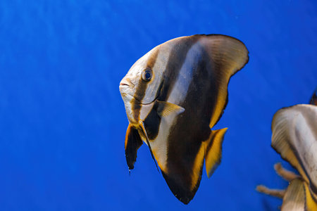 Underwater shot of fish Platax orbicularis close up