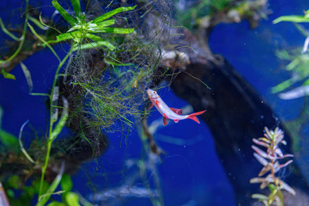 Underwater shot of a fish labeo frenatus glofish close up