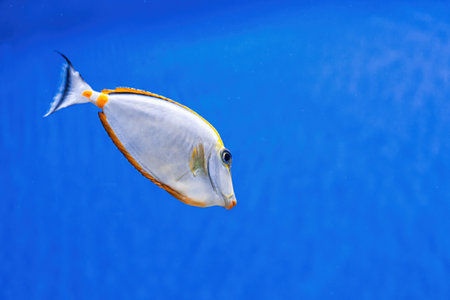 Underwater shot of fish Acanthurus mata close-upの写真素材
