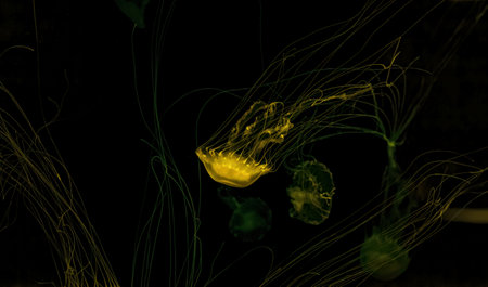 Macro shot of Chrysaora quinquecirrha underwater close upの写真素材